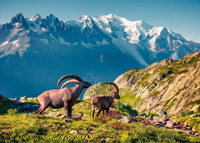 Appartement Clusettes - Happy Chamonix